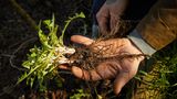 Wildkräuter: Martin Rötzel zeigt einen frisch geernteten Löwenzahn