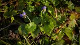 Wildkräuter: Das Duftveilchen mit zwei lilafarbenen Blüten