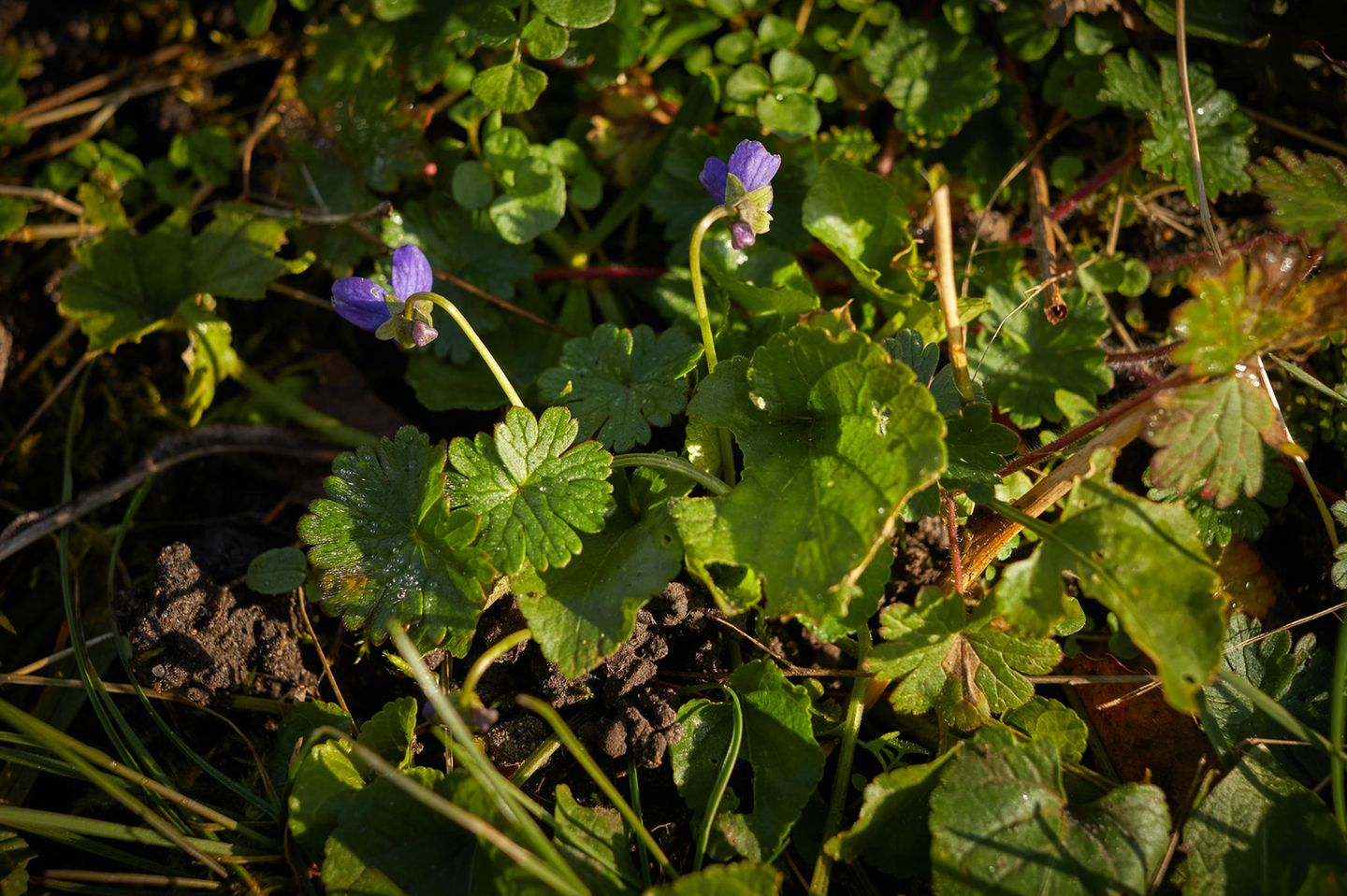 Wildkräuter: Das Duftveilchen mit zwei lilafarbenen Blüten
