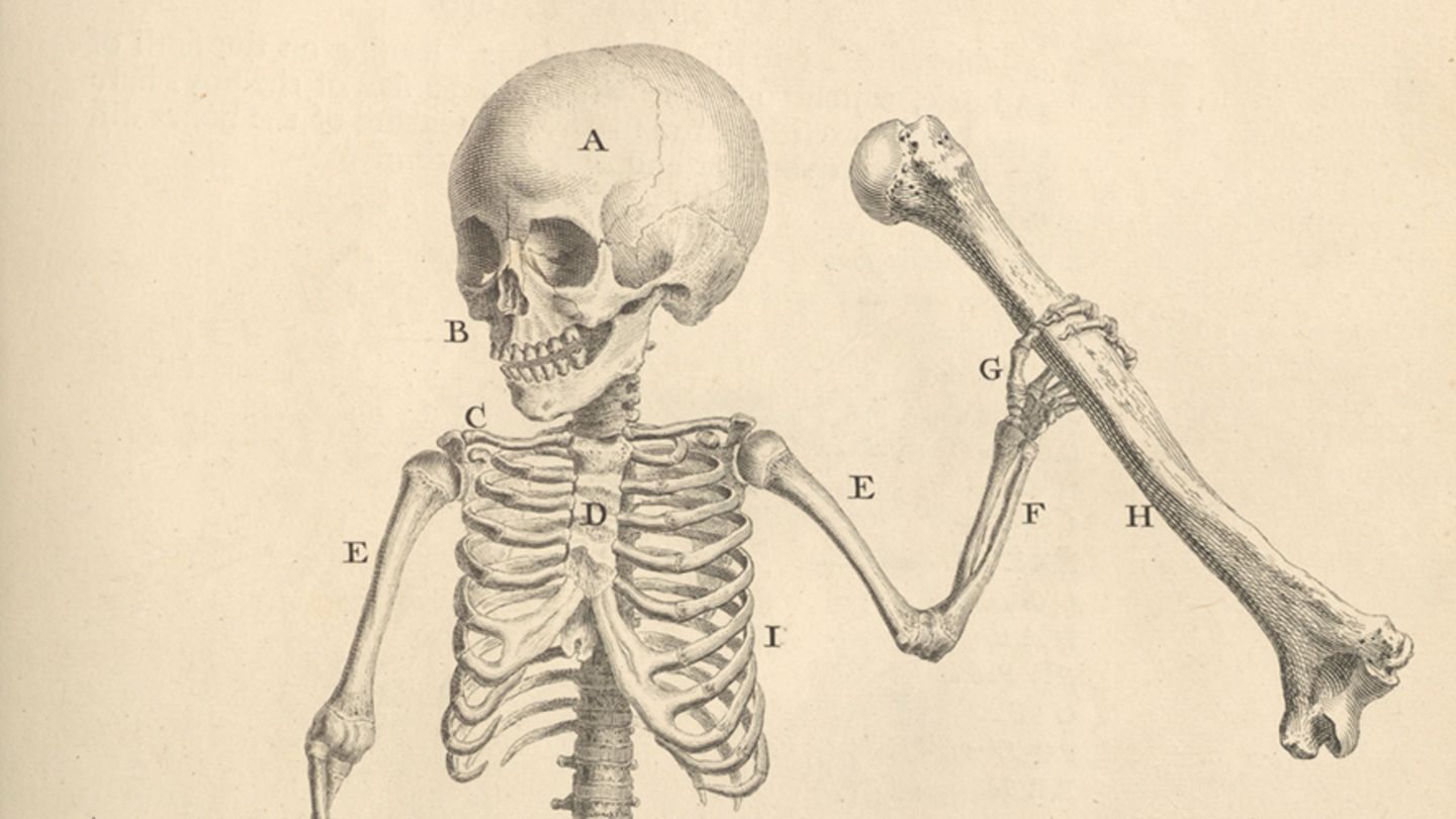 Anatomy: How we learned to understand the body