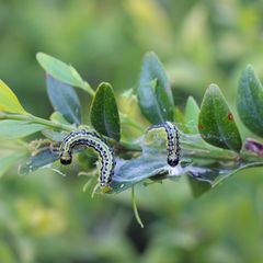 Raupen des Buchsbaumwicklers (Cydalima perspectalis) auf Buchsbaum