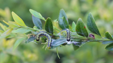 Raupen des Buchsbaumwicklers (Cydalima perspectalis) auf Buchsbaum