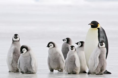 Kaiserpinguin mit Nachwuchs in der Antarktis