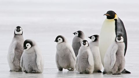 Kaiserpinguin mit Nachwuchs in der Antarktis