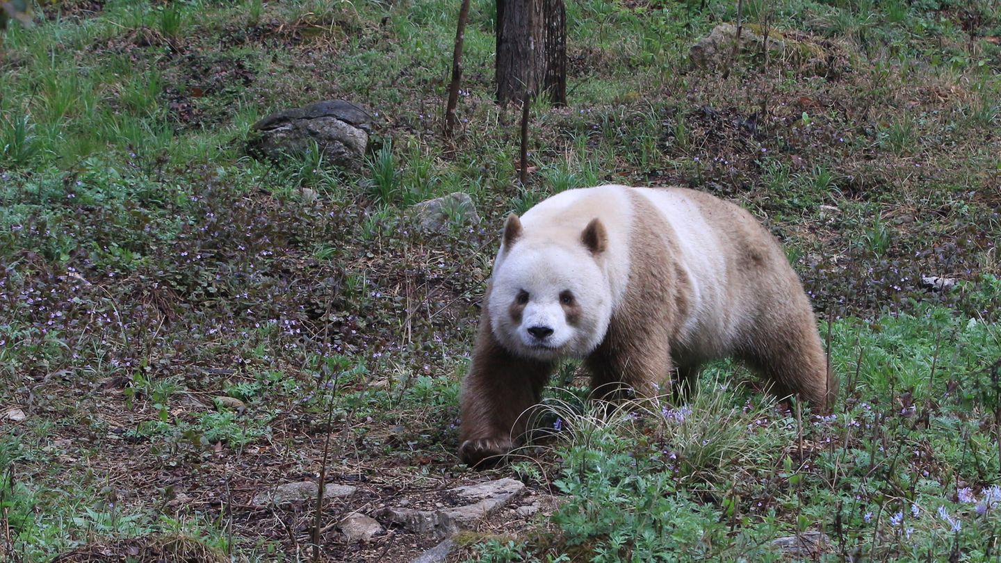 Qizai ist der einzige derzeit in Gefangenschaft lebende Große Panda mit braun-weißer Färbung