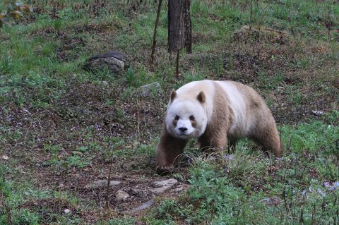 Qizai ist der einzige derzeit in Gefangenschaft lebende Große Panda mit braun-weißer Färbung