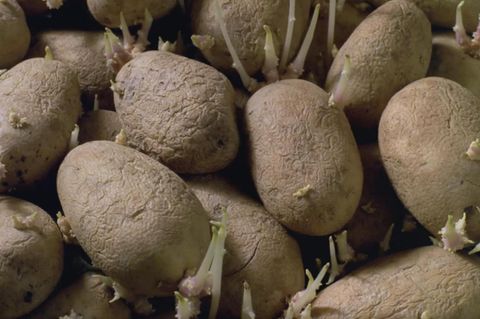 Keimende Kartoffeln: Kann man sie noch essen?