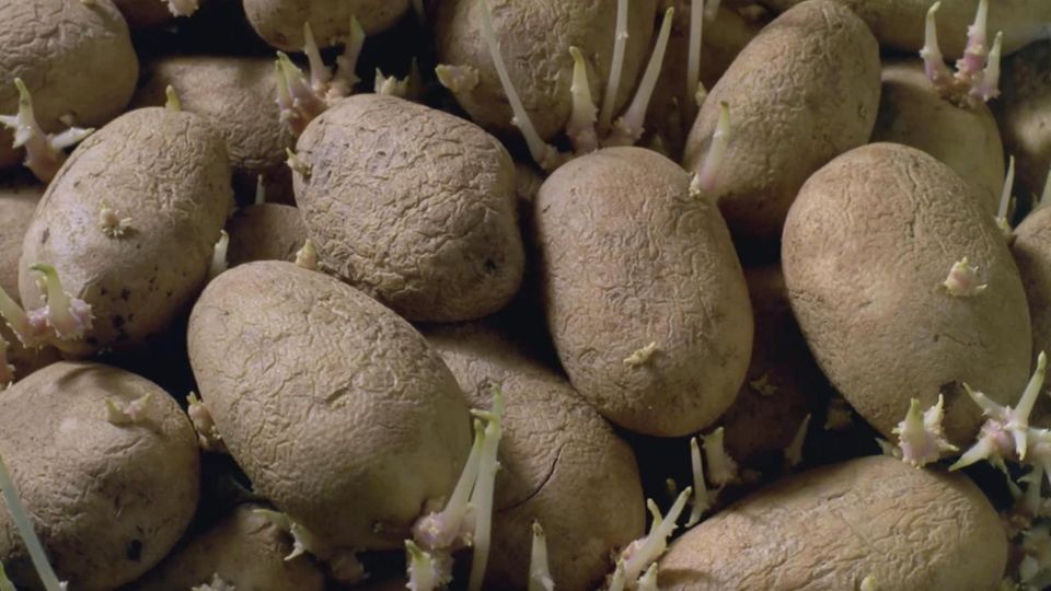 Keimende Kartoffeln: Kann man sie noch essen?