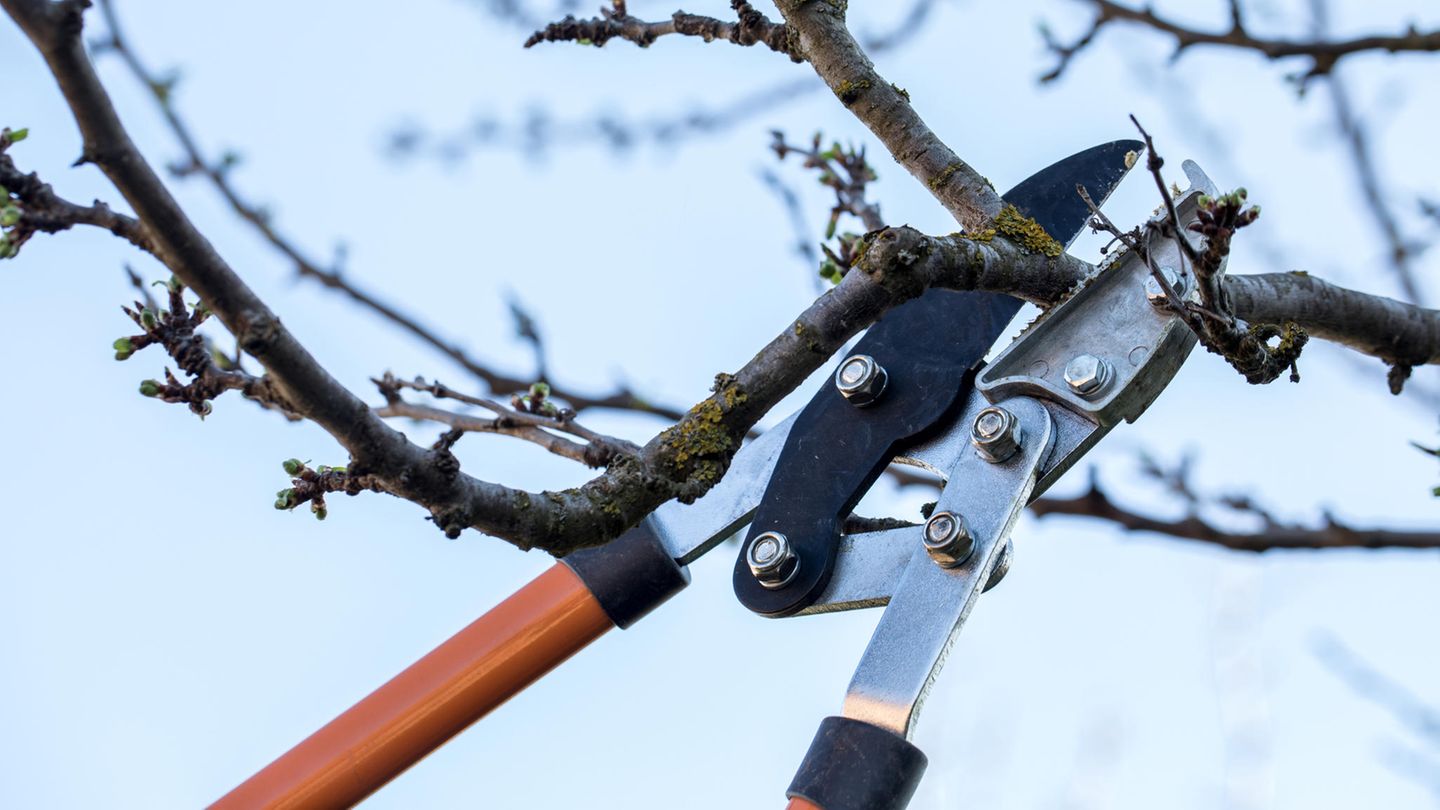 Garten: Obstbäume schneiden im März: Schnippschnapp, was muss ab?