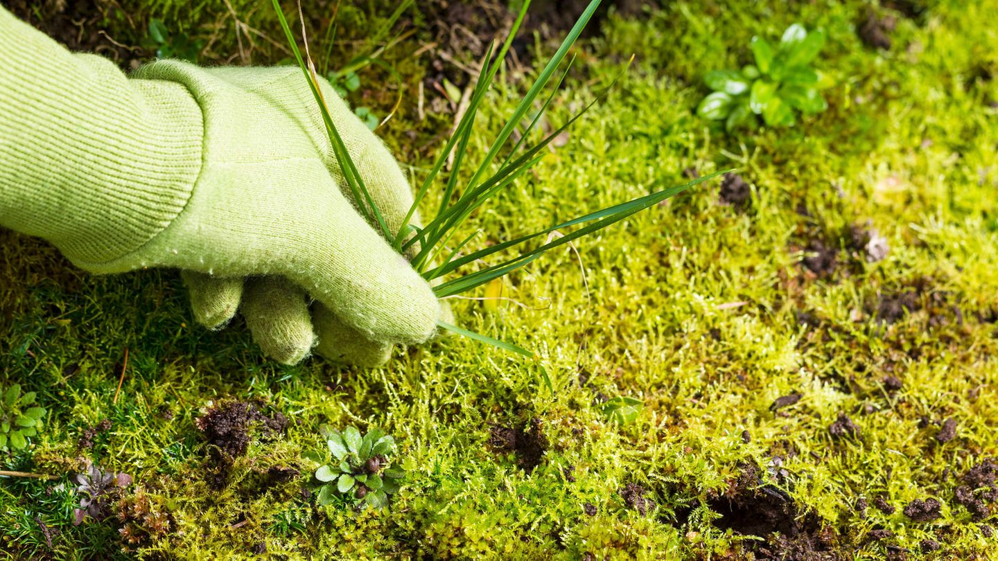 Grünpflege: Moos im Rasen: Eine Handvoll Tipps gegen den lästigen Filz