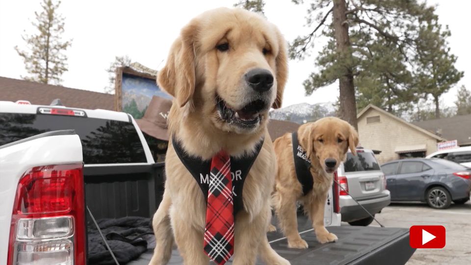 Eine außergewöhnliche Bürgermeisterwahl mit ernstem Hintergrund: 2012 konnte bei einer Spendenaktion für das Tierheim in Idyllwild, Kalifornien, jeder Bürger mit nur einem Dollar seine Stimme für den kommenden Bürgermeister abgeben. Das Ergebnis sehen Sie im Video.     