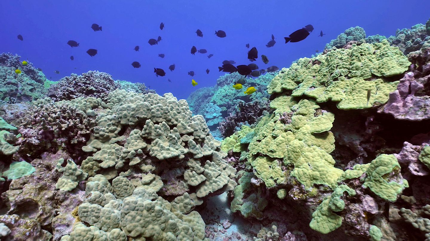 Erwärmung der Weltmeere: Unterwasseraufnahme von einem Korallenriff vor der Insel Hawaii