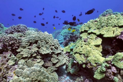 Erwärmung der Weltmeere: Unterwasseraufnahme von einem Korallenriff vor der Insel Hawaii
