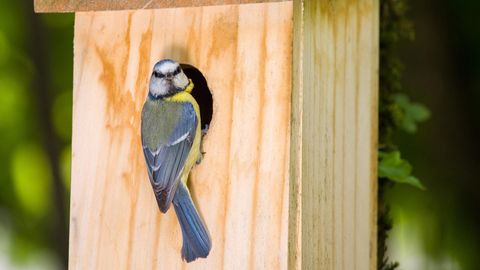 Vogelhaus mit Kamera: Eine Meise sitzt an an einem Vogelhaus