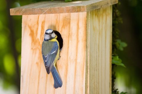 Vogelhaus mit Kamera: Eine Meise sitzt an an einem Vogelhaus