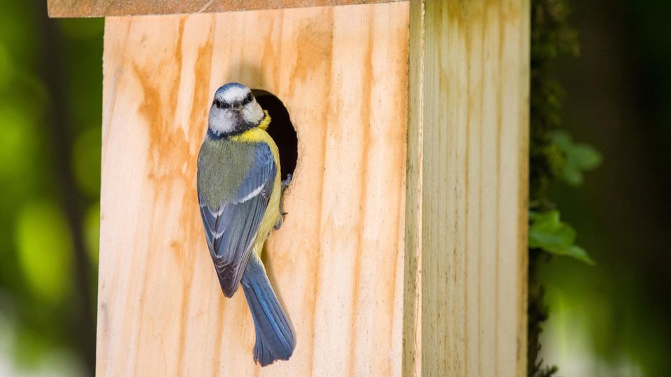 Vogelhaus mit Kamera: Eine Meise sitzt an an einem Vogelhaus