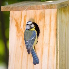 Vogelhaus mit Kamera: Eine Meise sitzt an an einem Vogelhaus