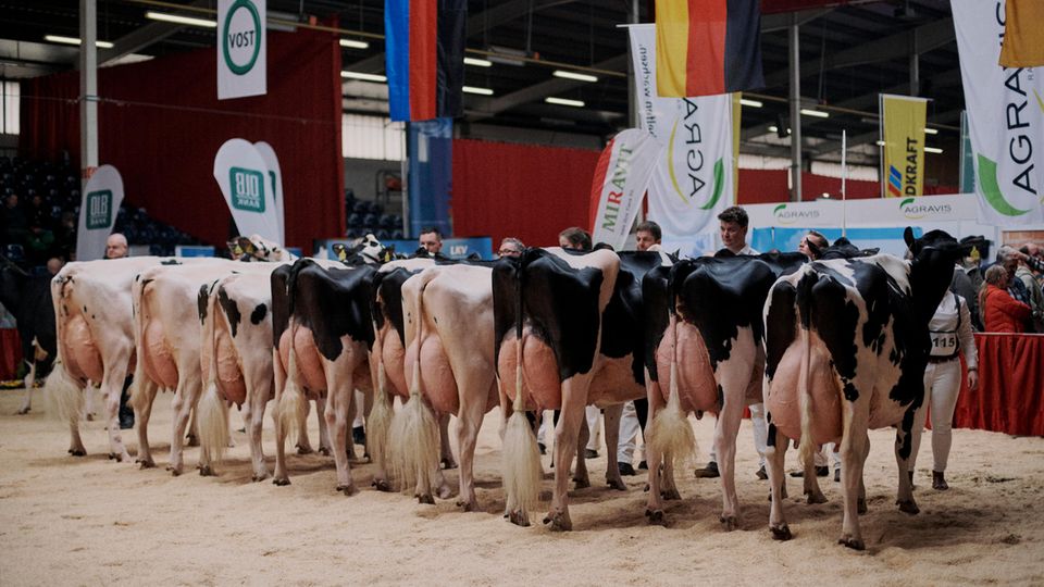 Fest und prall - so sollte das Euter aussehen