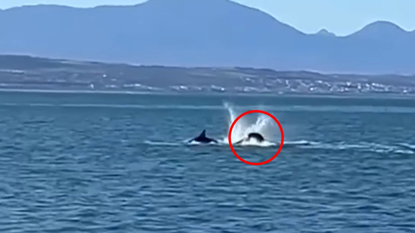 Orca frisst Weißen Hai brutales Kräftemessen der Meeresräuber STERN.de