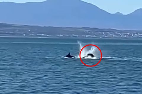Orca frisst Weißen Hai – ein brutales Kräftemessen der Meeresräuber