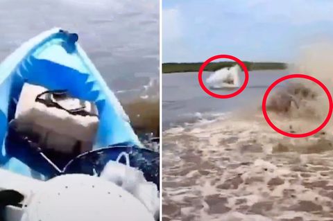 Manatis umzingeln einen Kajakfahrer auf dem Amazonas