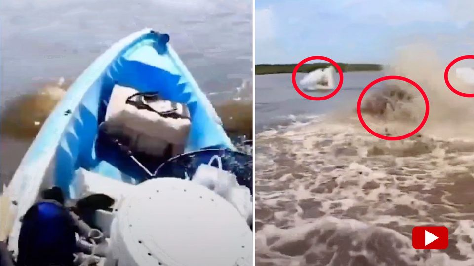Manatis umzingeln einen Kajakfahrer auf dem Amazonas