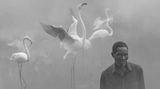 Patrick und Flamingos in Simbabwe