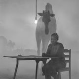 Kuda und Giraffe Sky II in Simbabwe