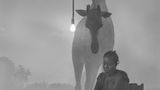Kuda und Giraffe Sky II in Simbabwe