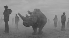 Nashorn Najin und Menschen im Nebel in Kenia