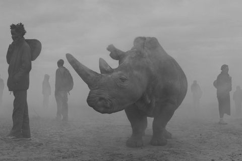 Nashorn Najin und Menschen im Nebel in Kenia