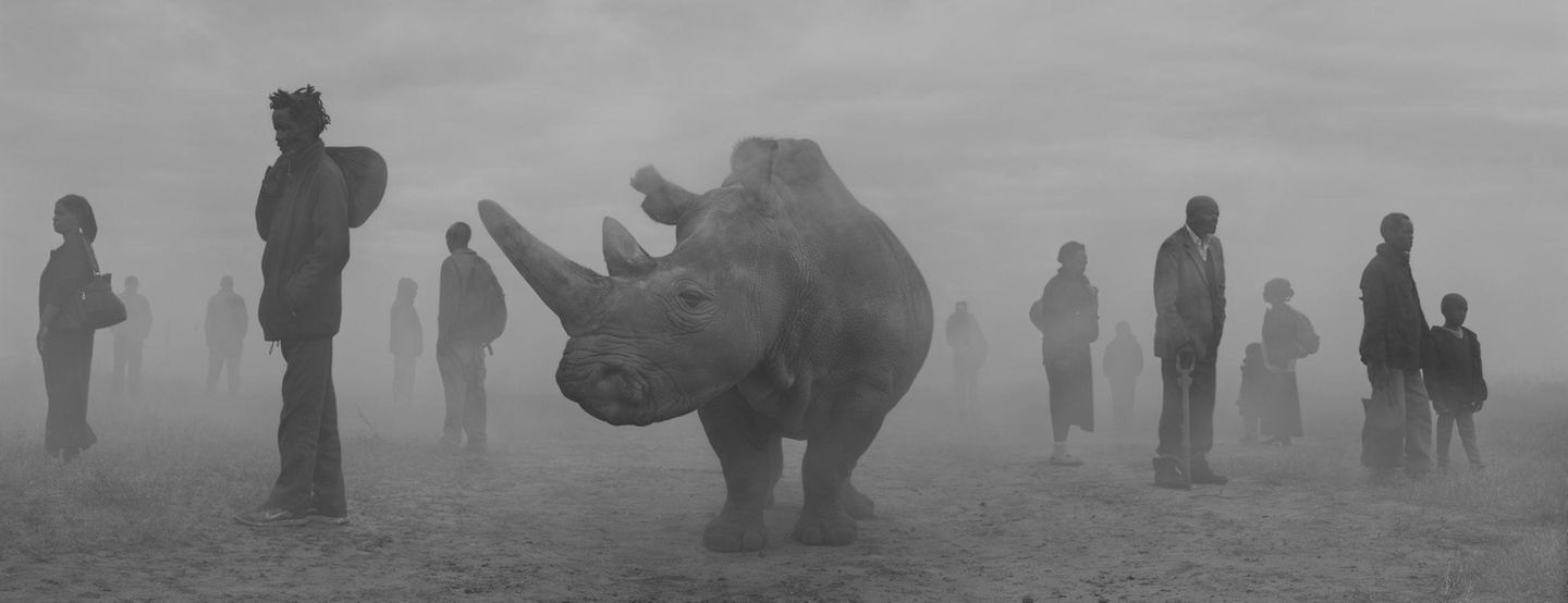 Nashorn Najin und Menschen im Nebel in Kenia