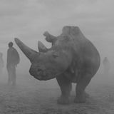 Nashorn Najin und Menschen im Nebel in Kenia