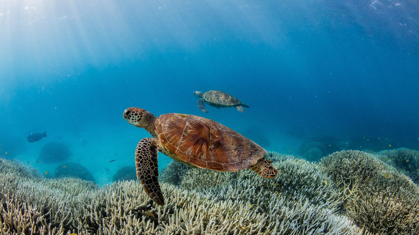 Great Barrier Reef