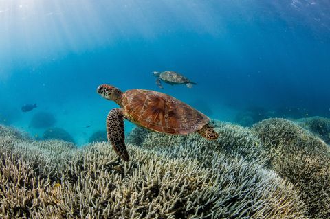 Great Barrier Reef