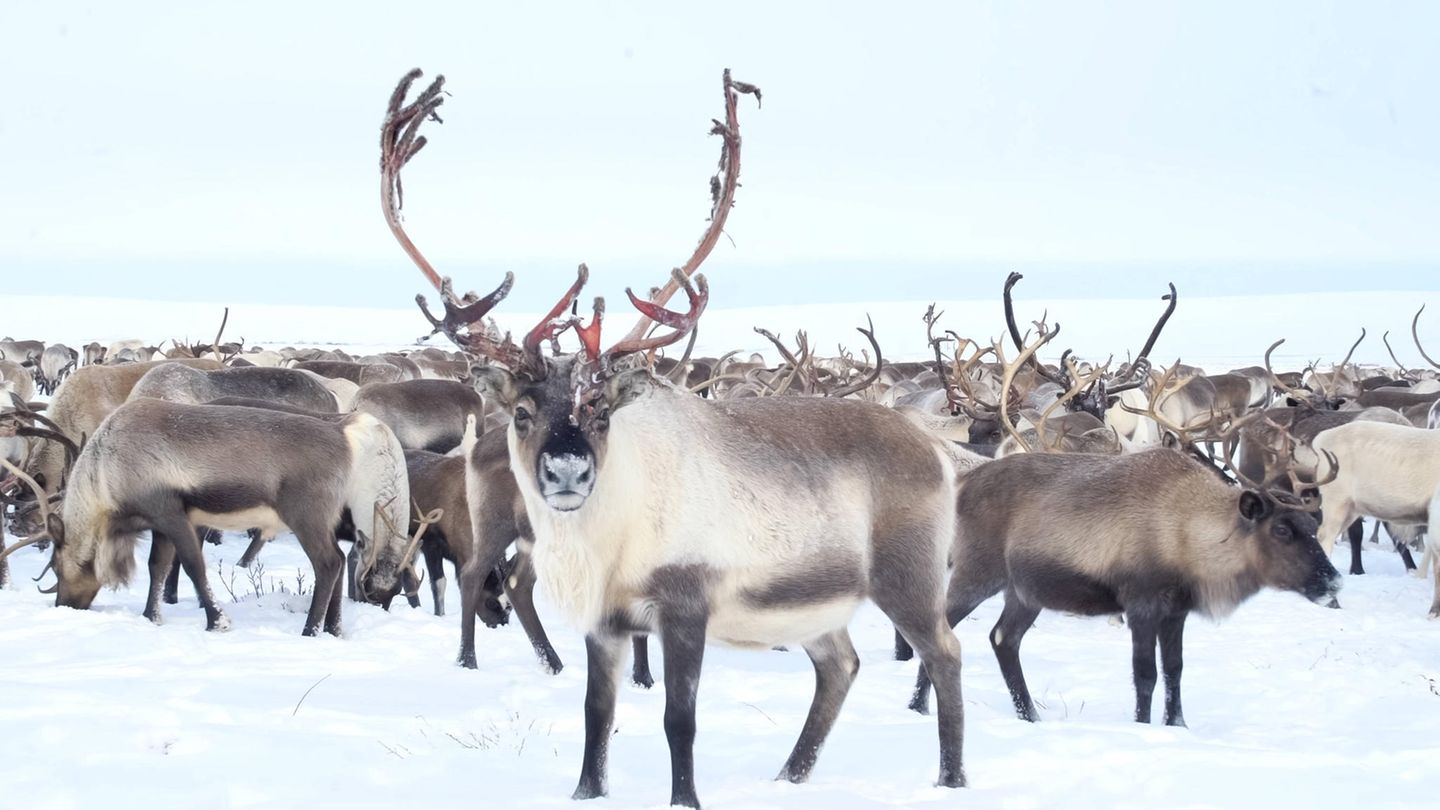 Rentiere in Lappland