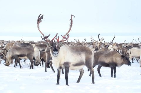 Rentiere in Lappland