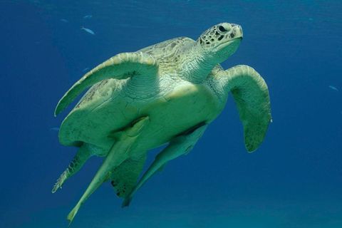 Meeresschildkröte im Wasser