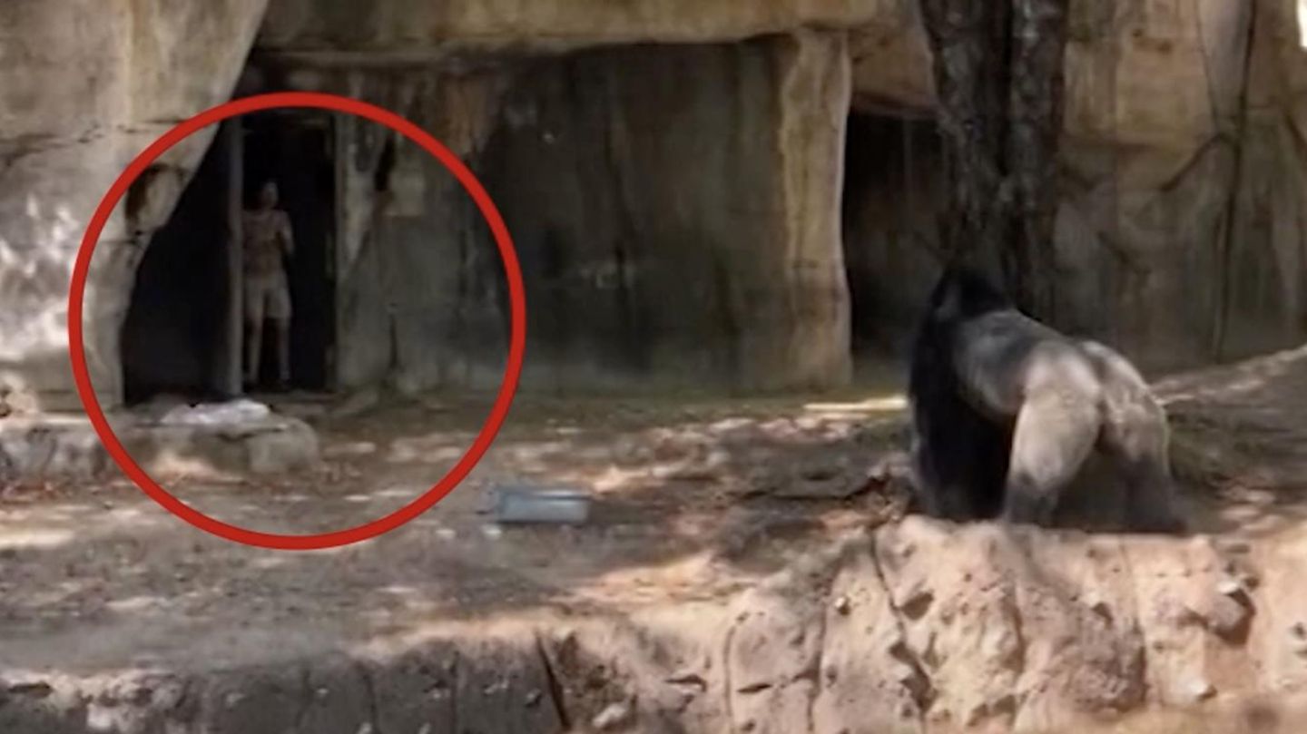 Zoo in Texas: Versehentlich eingesperrt: Gorilla jagt Pflegerinnen durch Gehege
