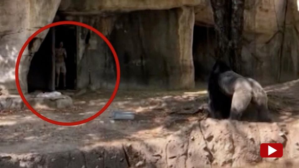 Zoo in Texas: Versehentlich eingesperrt: Gorilla jagt Pflegerinnen durch Gehege