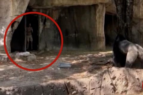 Zoo in Texas: Versehentlich eingesperrt: Gorilla jagt Pflegerinnen durch Gehege