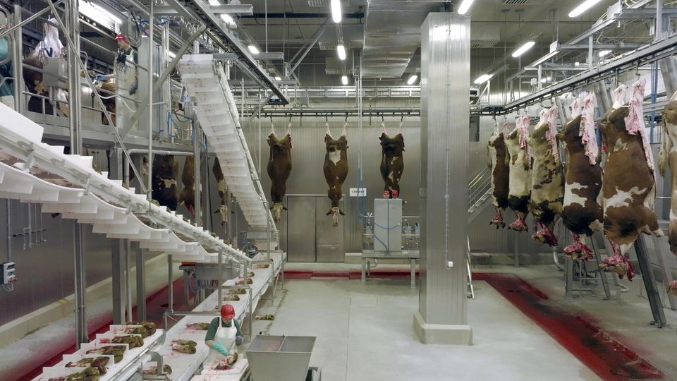 Die größte Rinderfabrik Europas