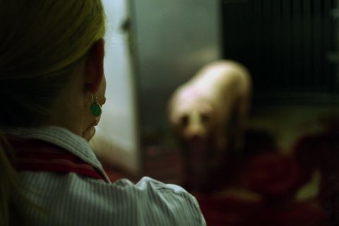 Auge in Auge mit dem letzten Schwein: Lehrerin Katrin nimmt an einem Schlachtkurs teil. 