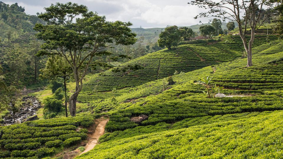Teeplantagen