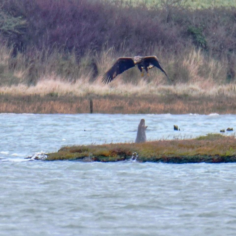 Ein Seeadler fliegt tief überm Wasser, aus dem sich eine Seerobbe aufrichtet und Wasser aus ihrem Maul schießt.