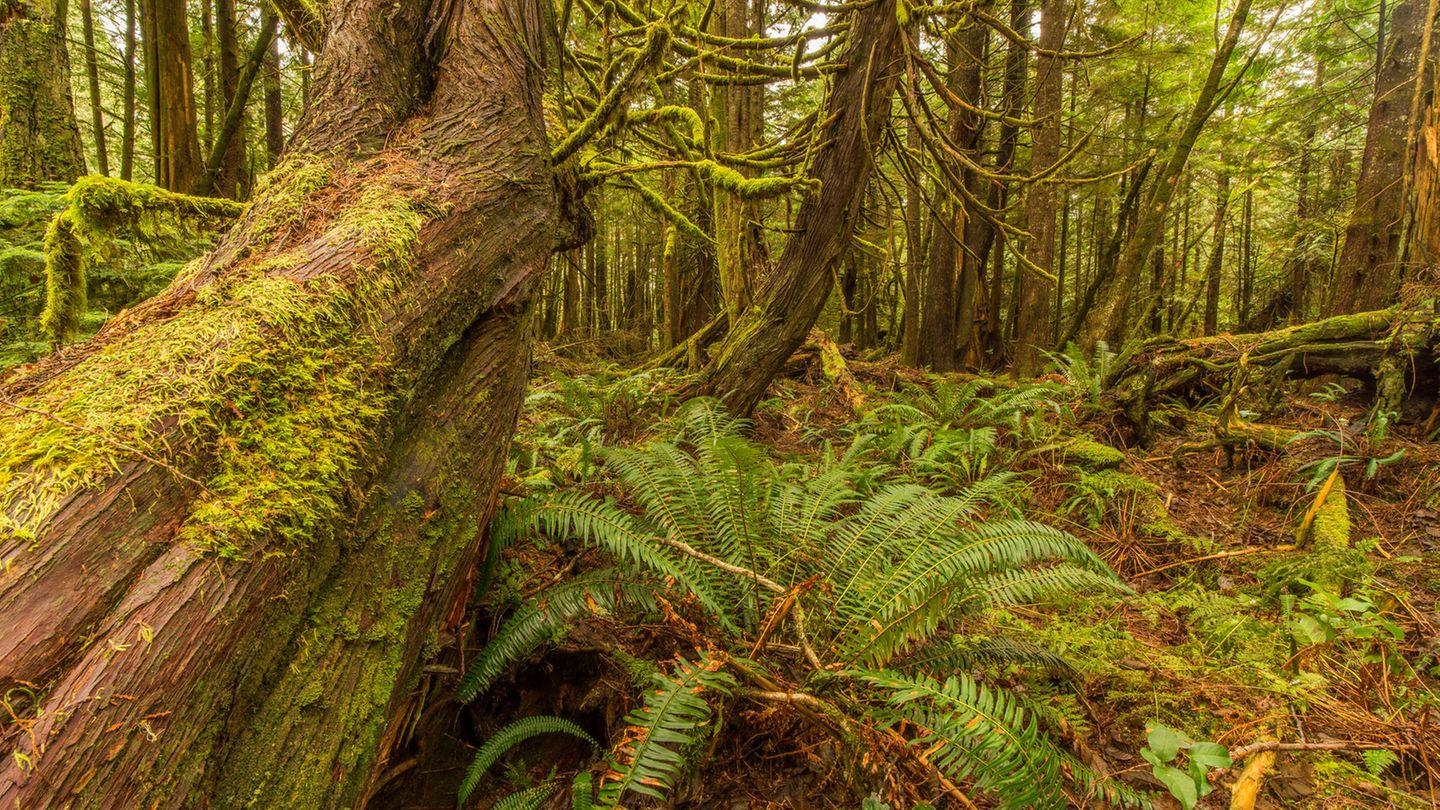 Ein moderner Wald