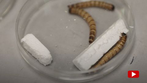 Diese Superwürmer könnten das Plastikmüll-Problem lösen