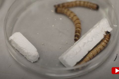 Diese Superwürmer könnten das Plastikmüll-Problem lösen