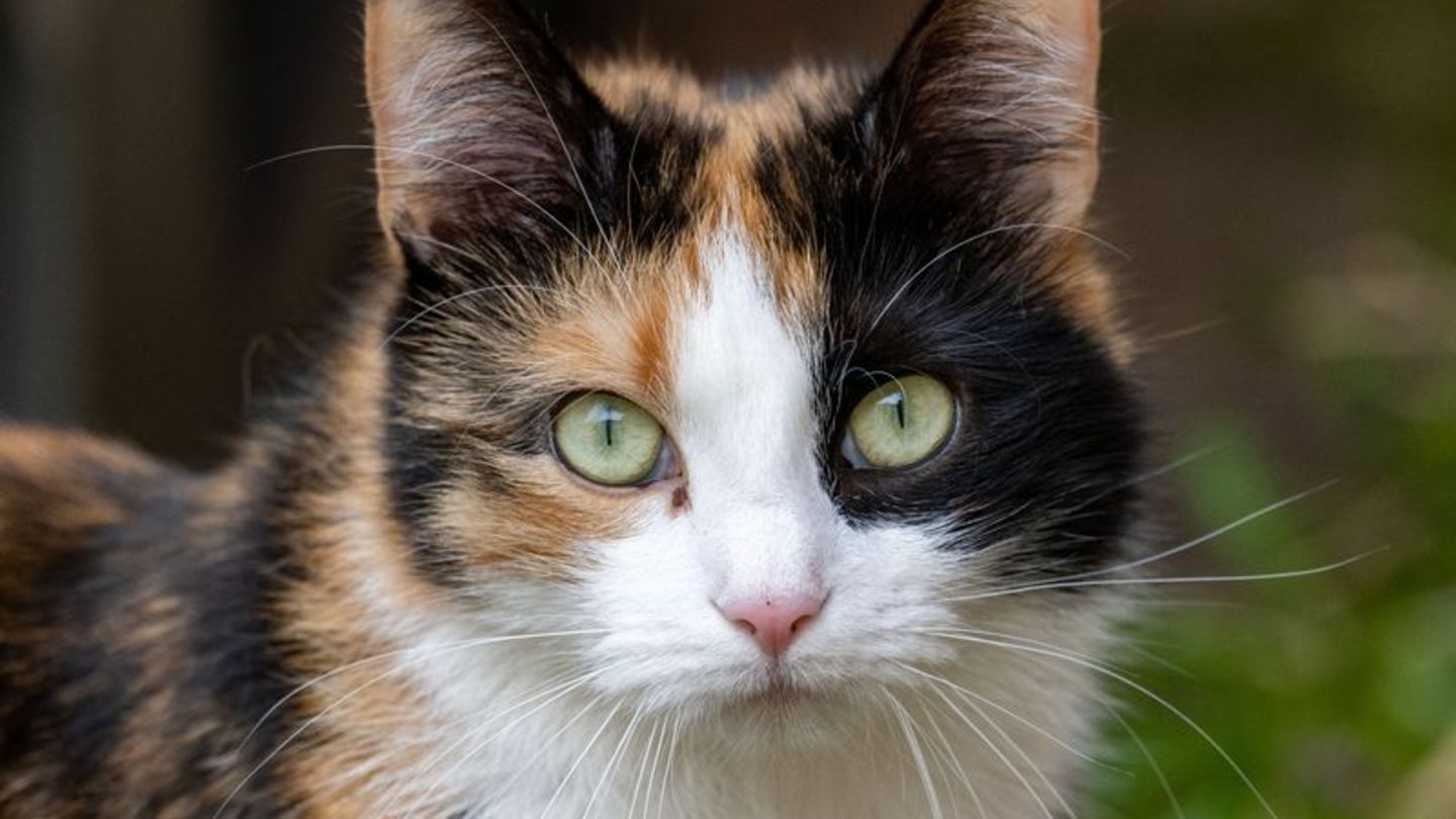 Katze. Foto: Stefan Sauer/dpa/Symbolbild