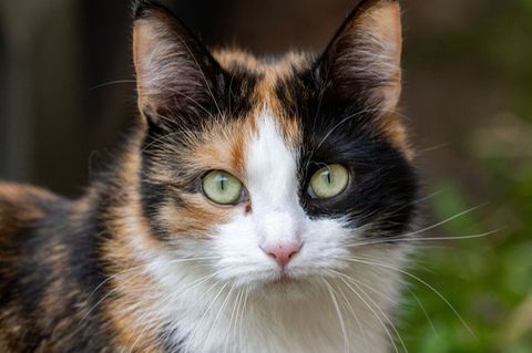 Katze. Foto: Stefan Sauer/dpa/Symbolbild